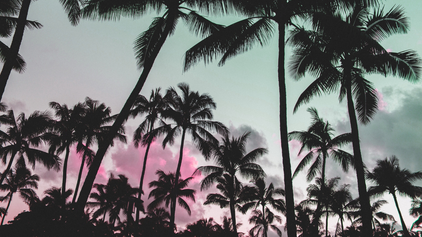 Coconut Palm Trees Under Blue Sky During Daytime. Wallpaper in 1366x768 Resolution