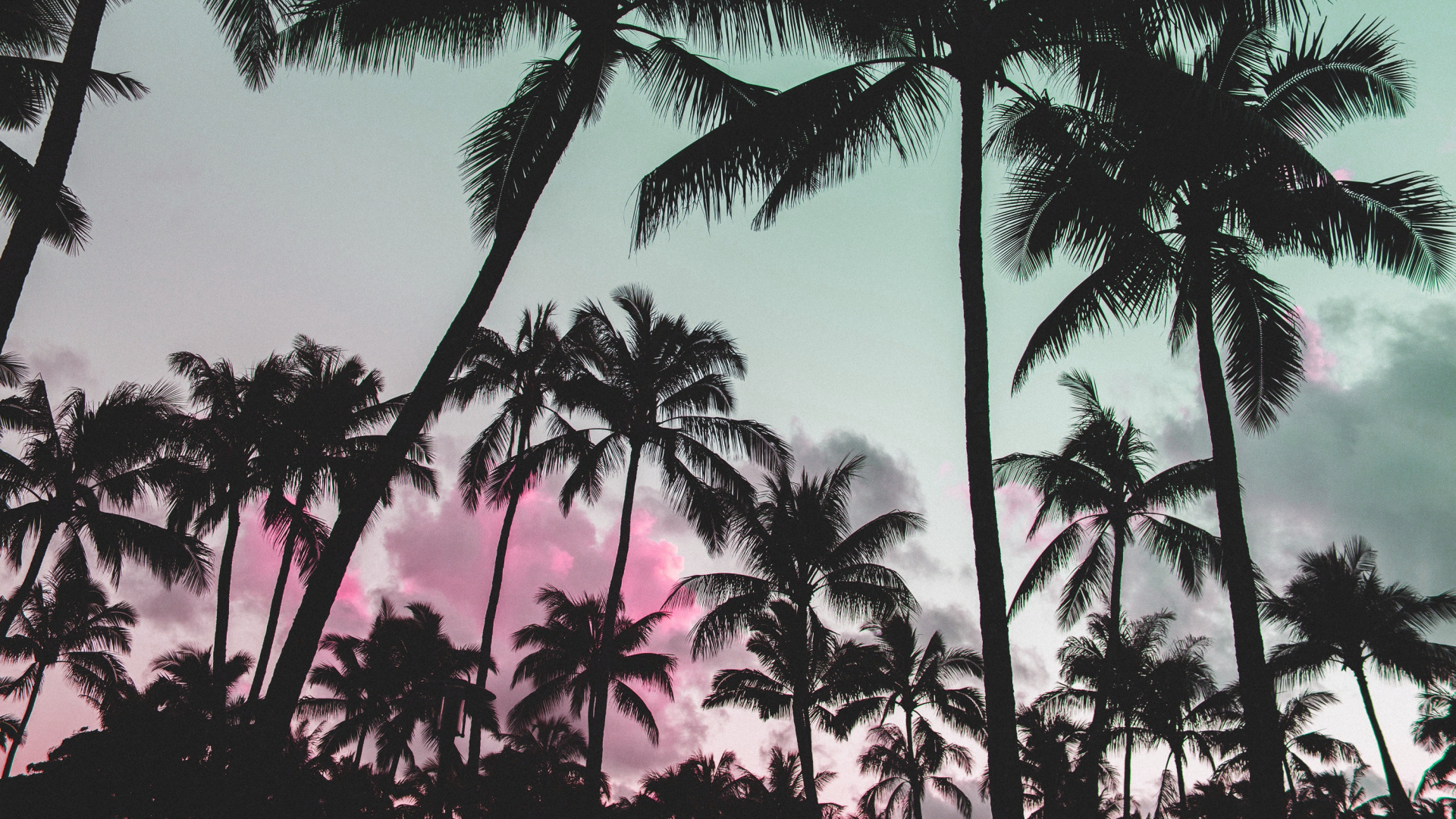 Coconut Palm Trees Under Blue Sky During Daytime. Wallpaper in 1920x1080 Resolution