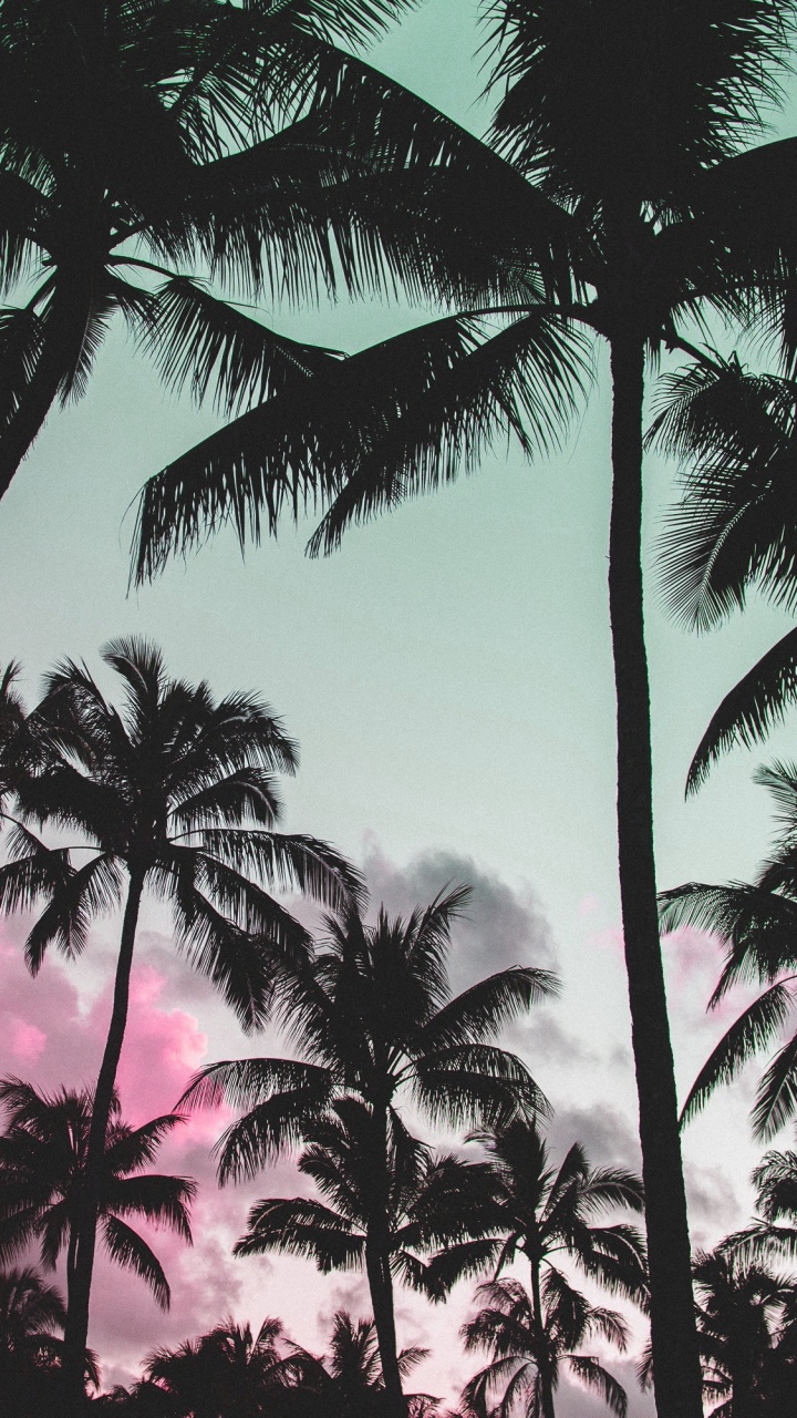 Coconut Palm Trees Under Blue Sky During Daytime. Wallpaper in 720x1280 Resolution