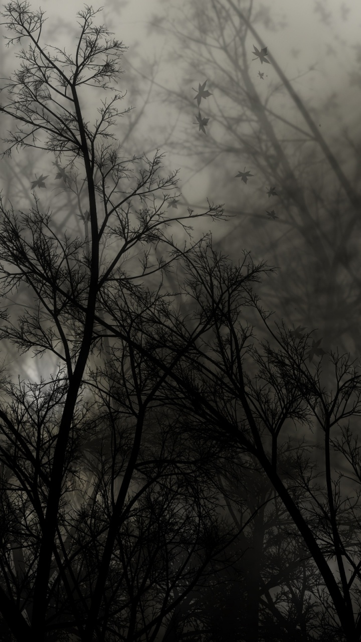 Arbres Verts Sous un Ciel Blanc Pendant la Journée. Wallpaper in 720x1280 Resolution