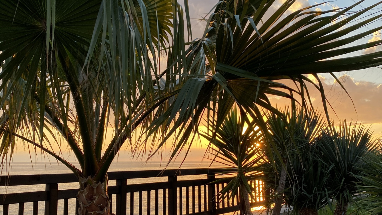 Plant, Palm Trees, Biology, Plant Community, Light. Wallpaper in 1280x720 Resolution