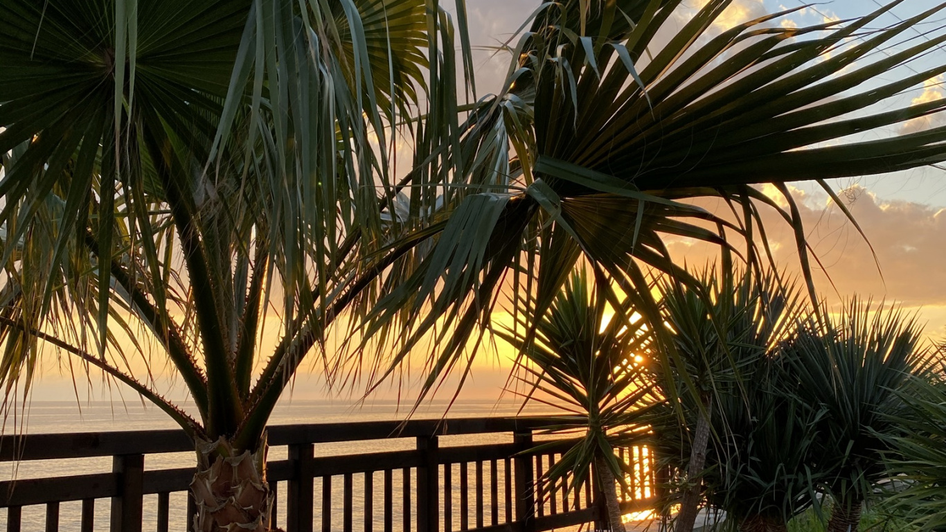 Plant, Palm Trees, Biology, Plant Community, Light. Wallpaper in 1366x768 Resolution