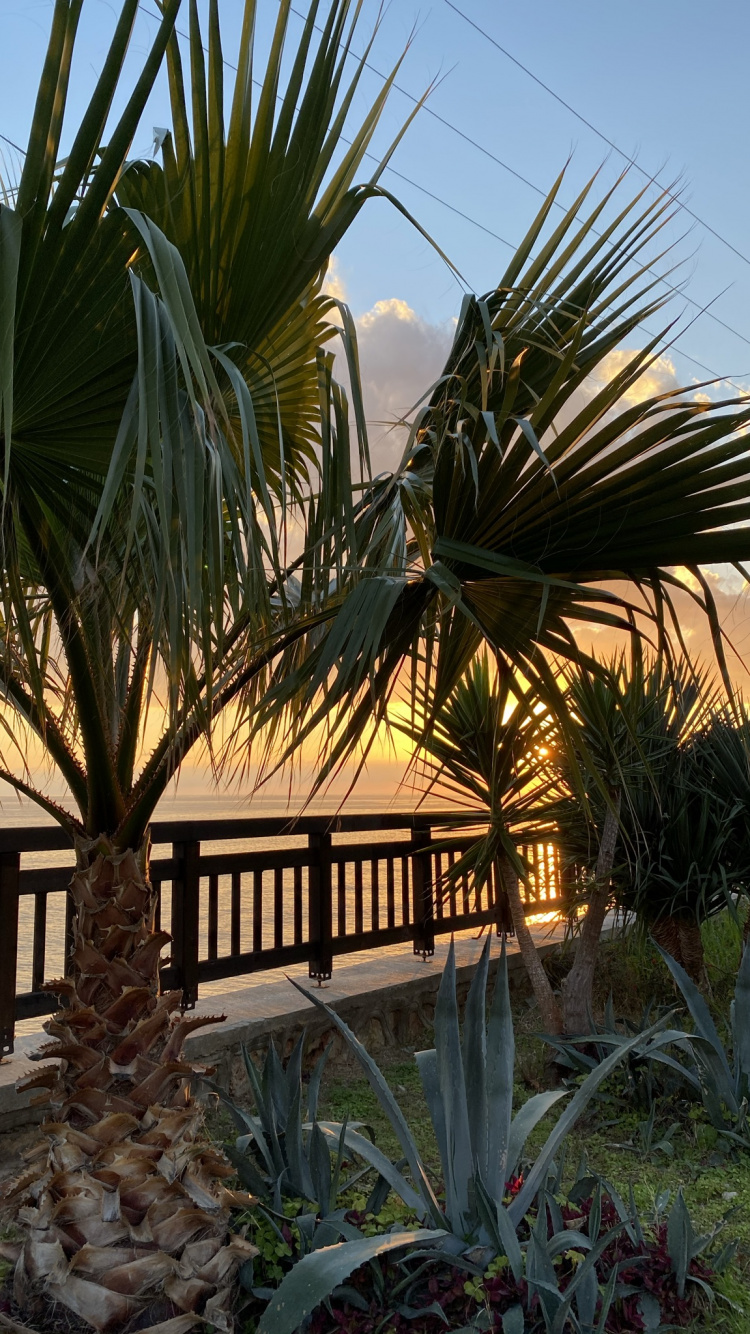 Plant, Palm Trees, Biology, Plant Community, Light. Wallpaper in 750x1334 Resolution