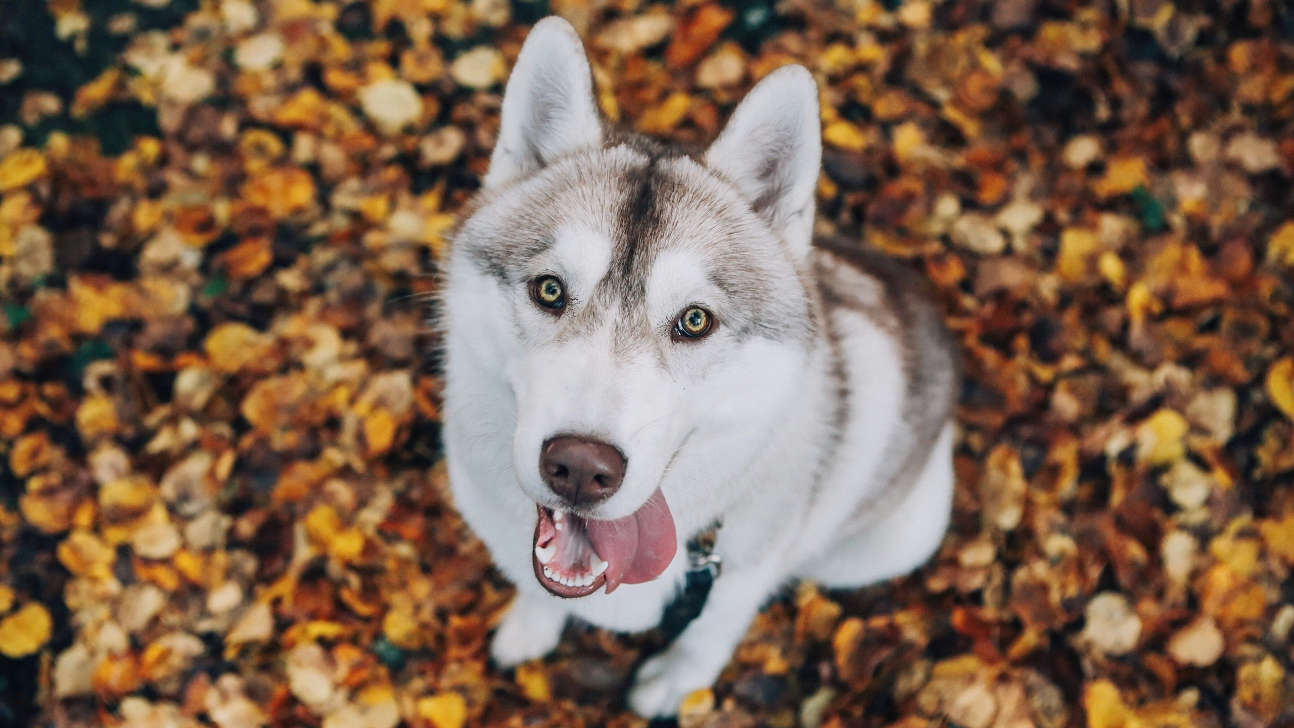 White and Black Siberian Husky on Brown Leaves. Wallpaper in 2560x1440 Resolution