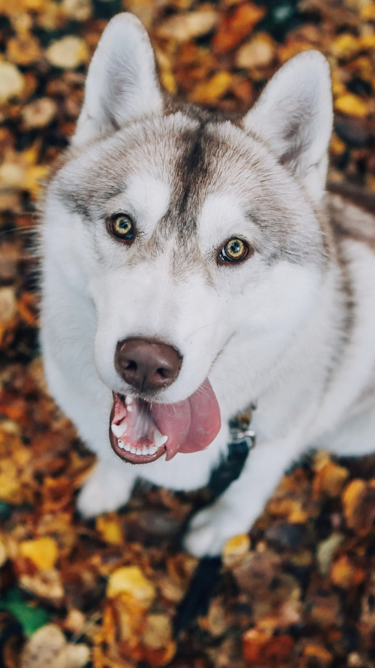White and Black Siberian Husky on Brown Leaves. Wallpaper in 750x1334 Resolution