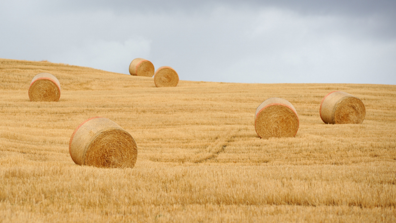 Brown Grass Field Under Blue Sky During Daytime. Wallpaper in 1280x720 Resolution