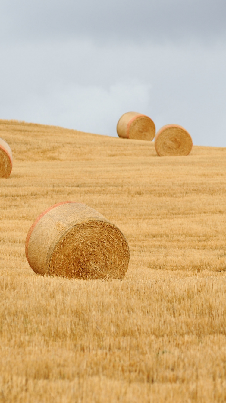 Brown Grass Field Under Blue Sky During Daytime. Wallpaper in 750x1334 Resolution