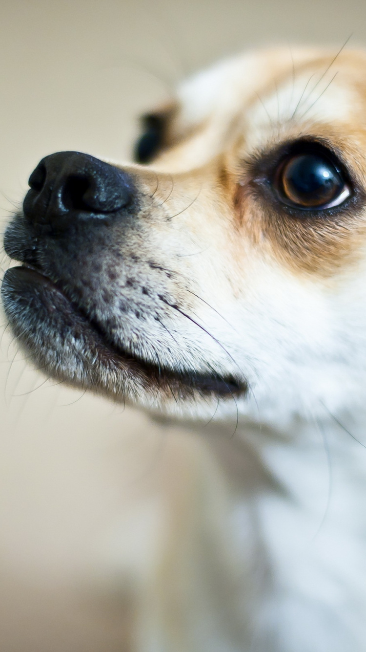 Braun-weißer, Kurzhaariger Hund. Wallpaper in 750x1334 Resolution