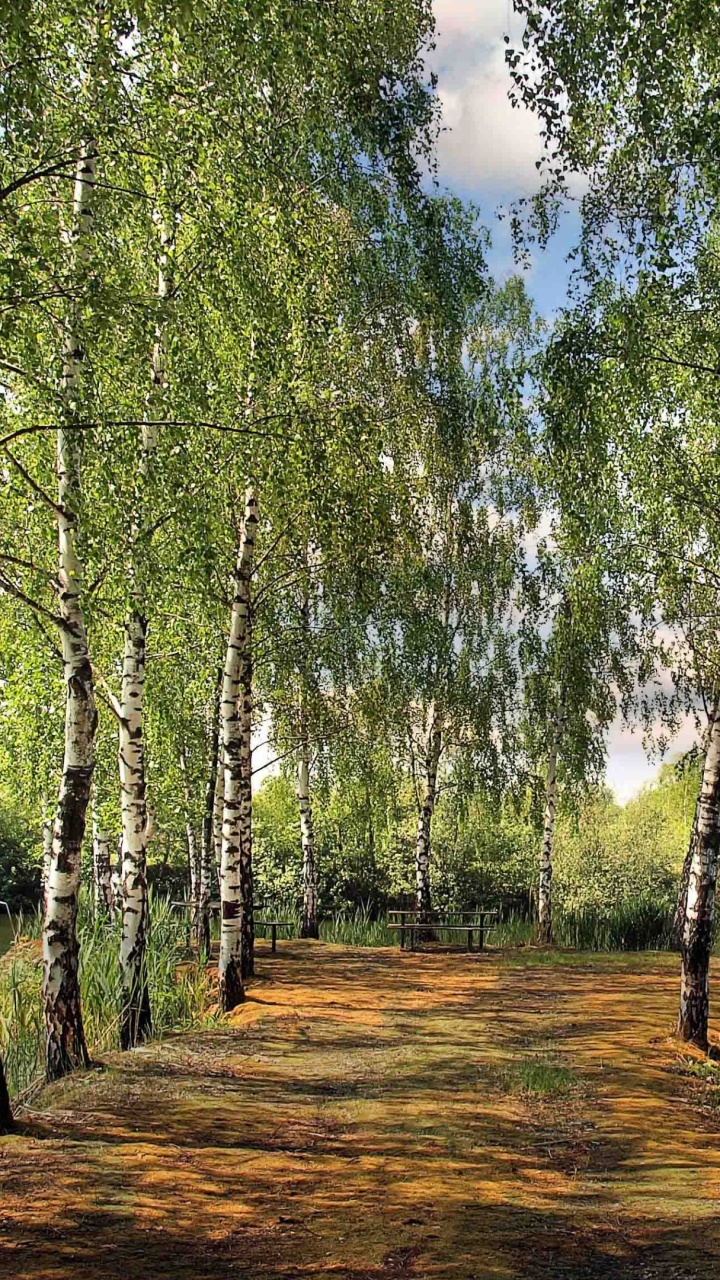 Arbres Verts Sur Champ Brun Pendant la Journée. Wallpaper in 720x1280 Resolution