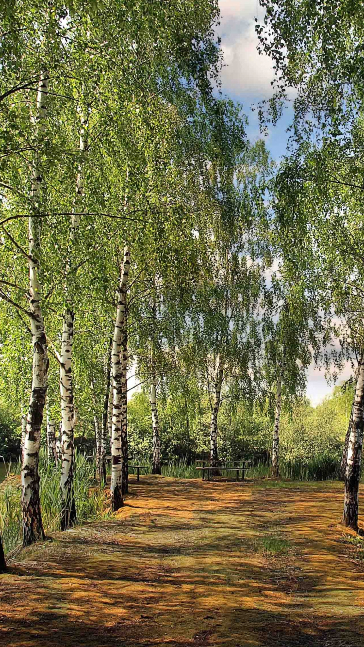 Arbres Verts Sur Champ Brun Pendant la Journée. Wallpaper in 750x1334 Resolution