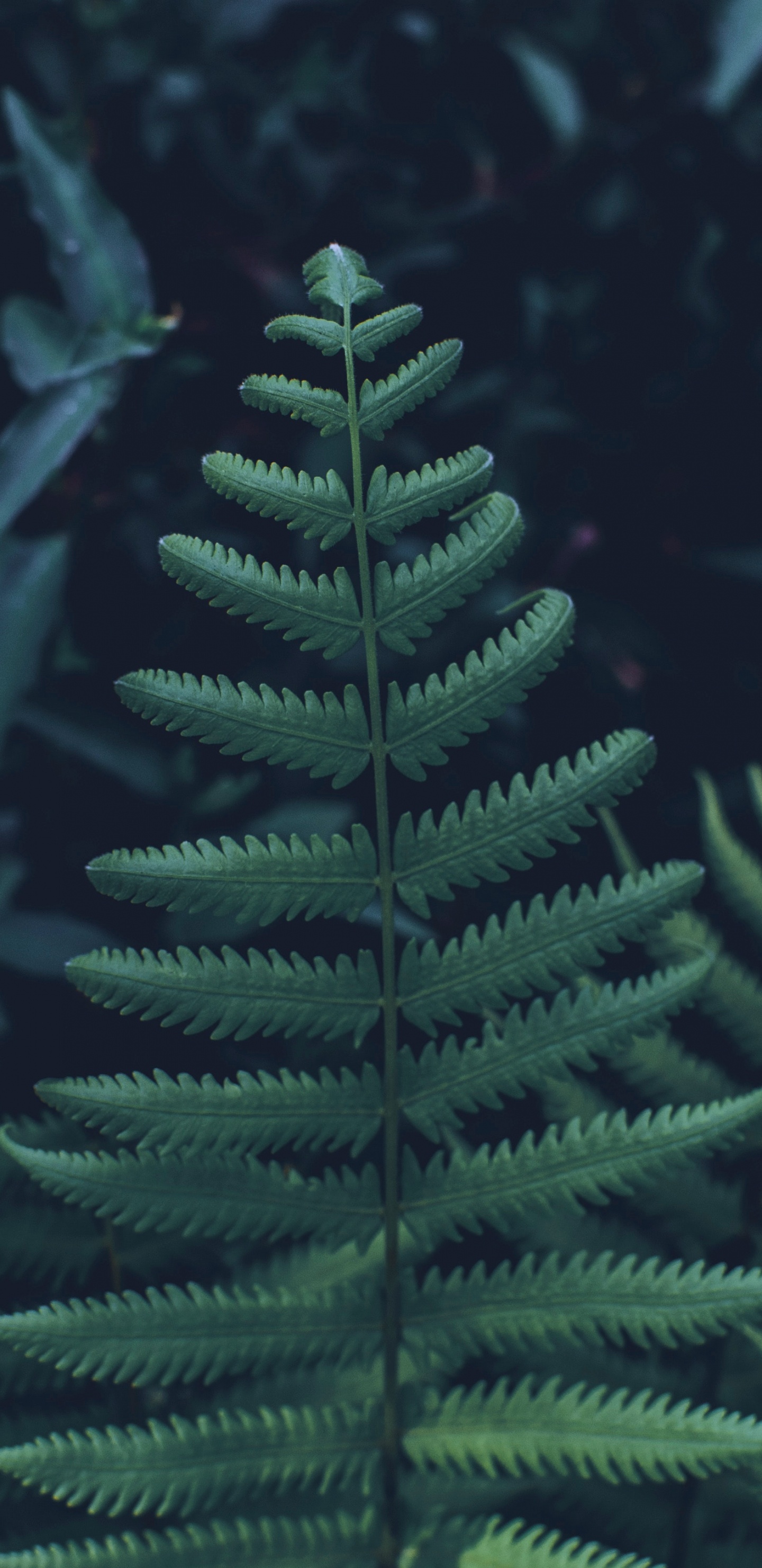 Feuille, Fougère, Jaune Sapin, Canadienne Sapin, Green. Wallpaper in 1440x2960 Resolution