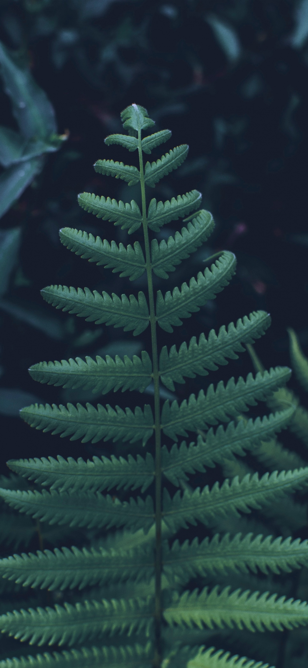 Leaf, Fern, Yellow Fir, Canadian Fir, Green. Wallpaper in 1242x2688 Resolution