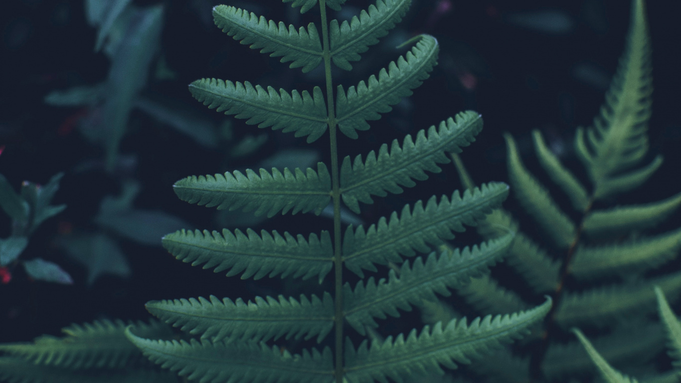 Leaf, Fern, Yellow Fir, Canadian Fir, Green. Wallpaper in 1366x768 Resolution