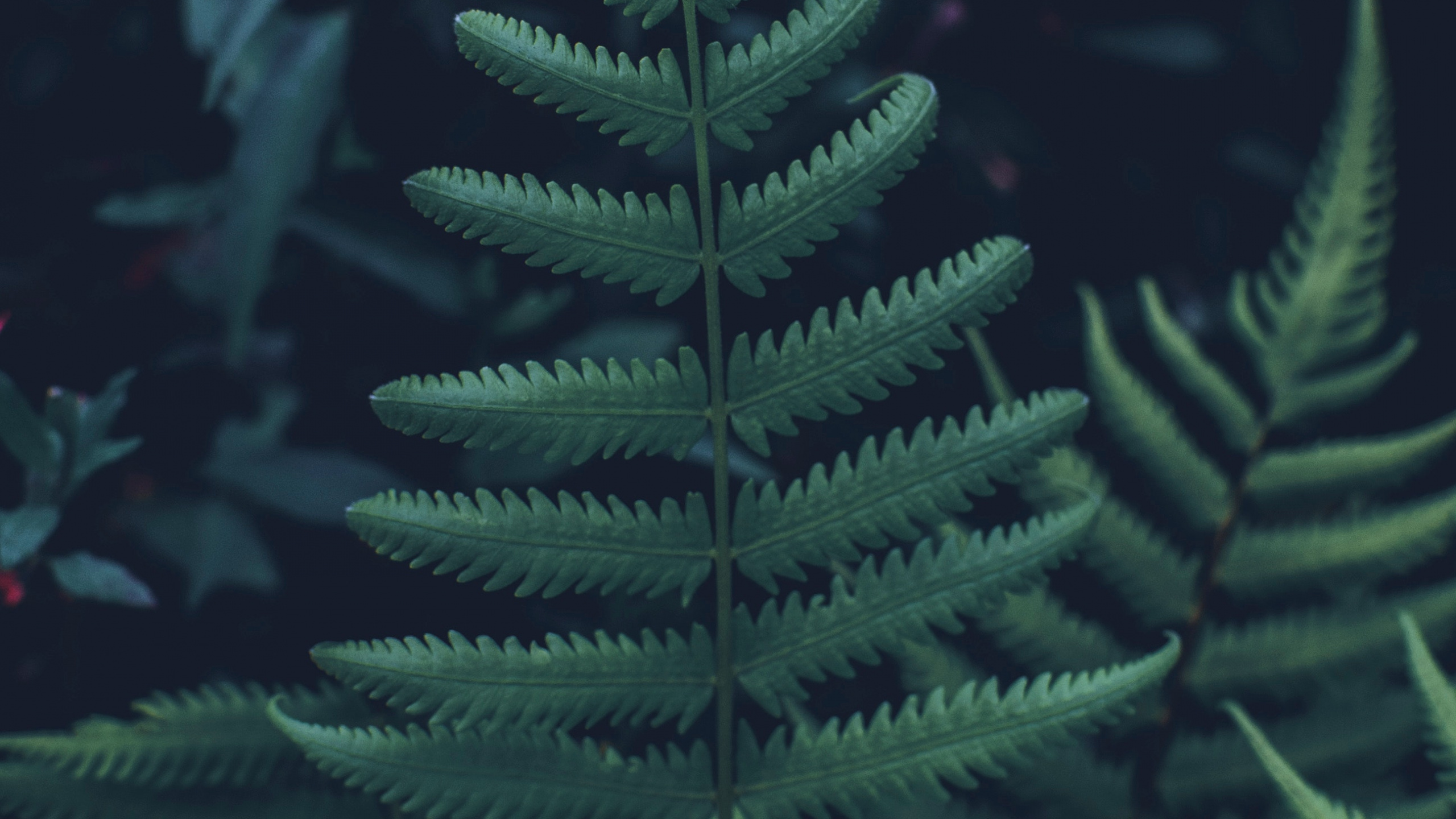 Leaf, Fern, Yellow Fir, Canadian Fir, Green. Wallpaper in 2560x1440 Resolution