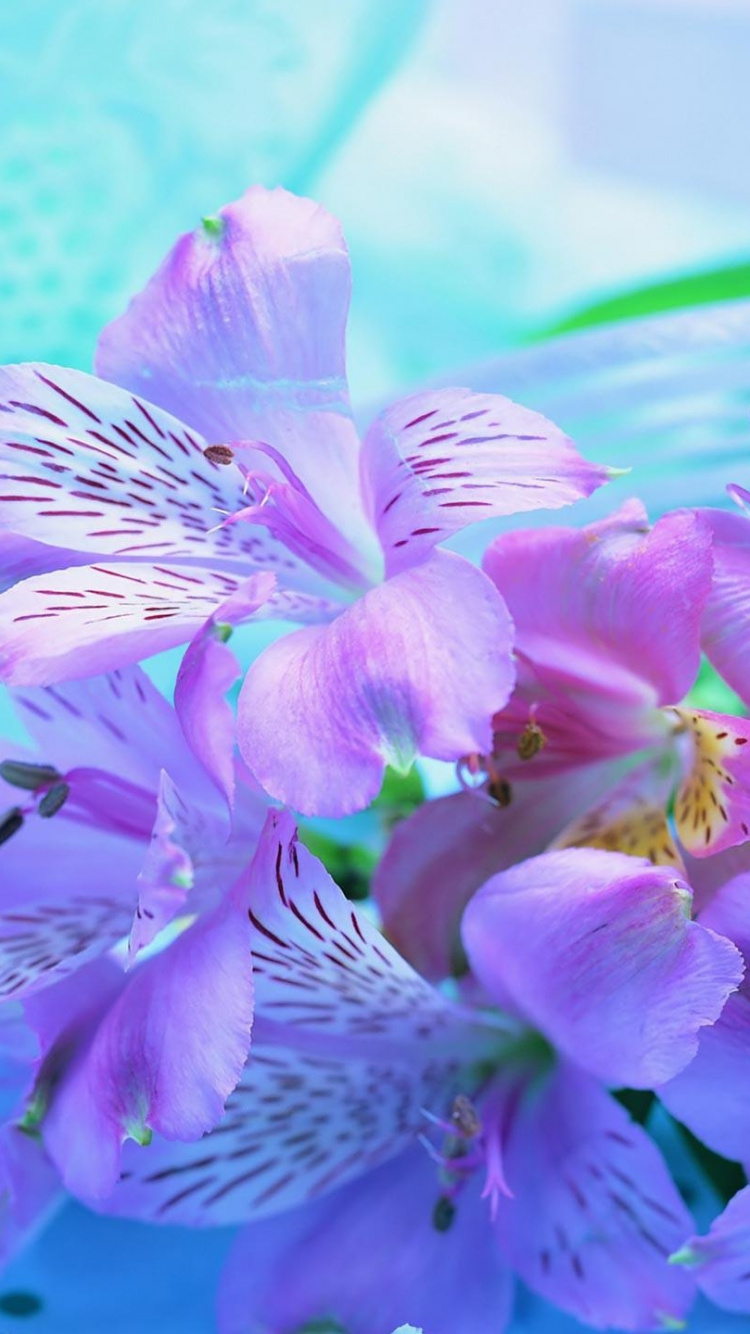 Purple and White Flower in Water. Wallpaper in 750x1334 Resolution
