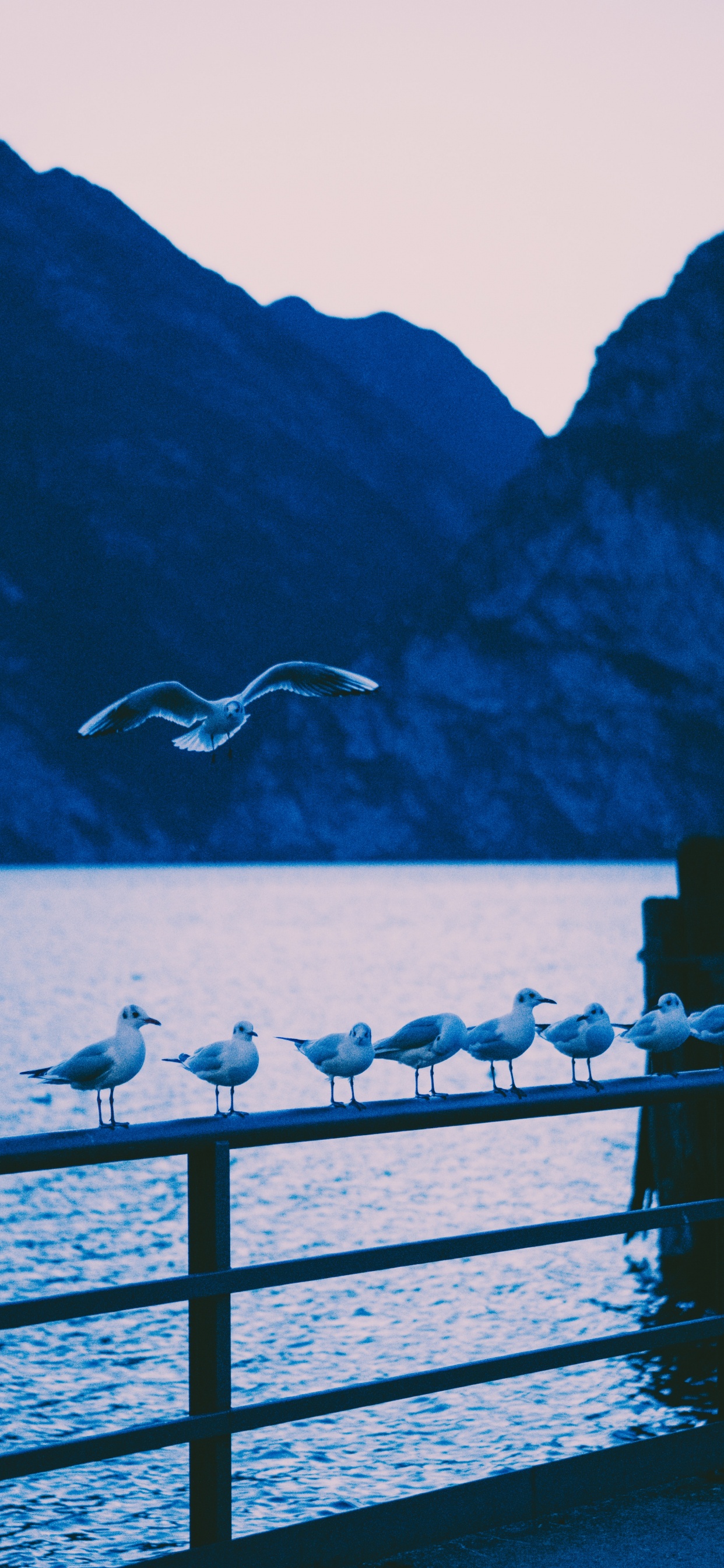 Pájaro Blanco Volando Sobre el Mar Durante el Día. Wallpaper in 1242x2688 Resolution