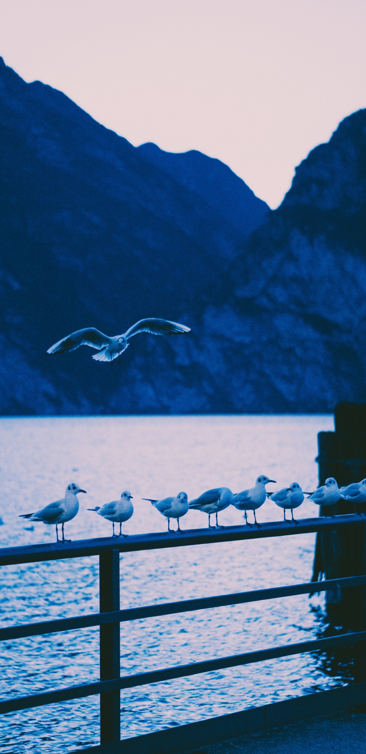 Pájaro Blanco Volando Sobre el Mar Durante el Día. Wallpaper in 1440x2960 Resolution