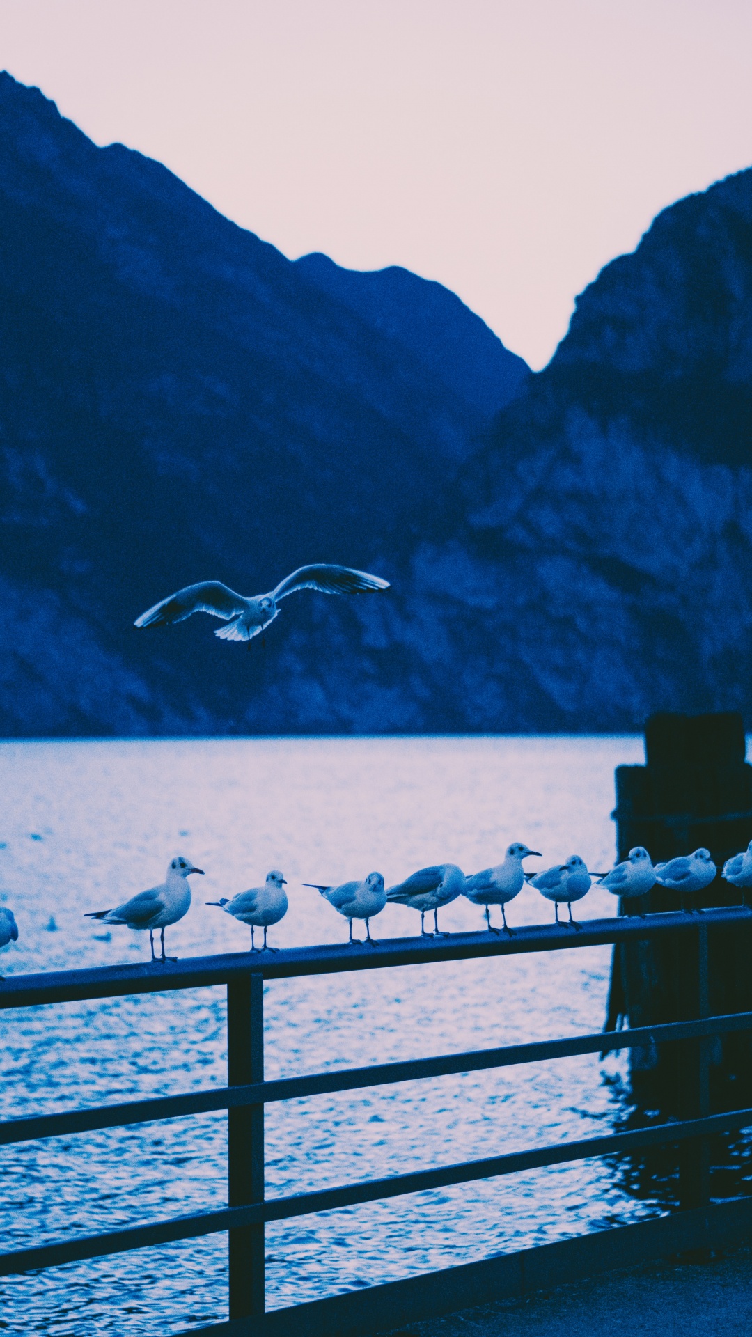 Weißer Vogel, Der Tagsüber Über Das Meer Fliegt. Wallpaper in 1080x1920 Resolution