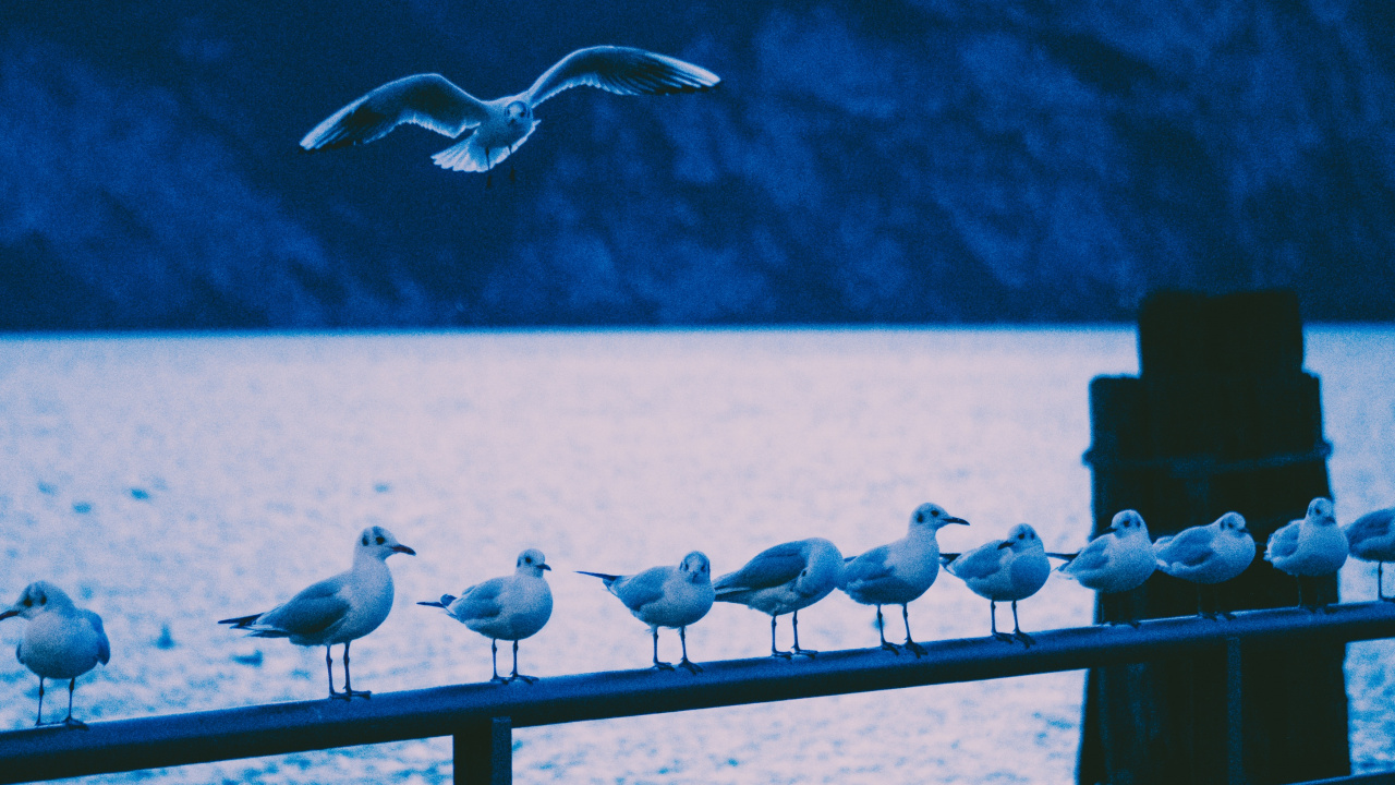 Weißer Vogel, Der Tagsüber Über Das Meer Fliegt. Wallpaper in 1280x720 Resolution