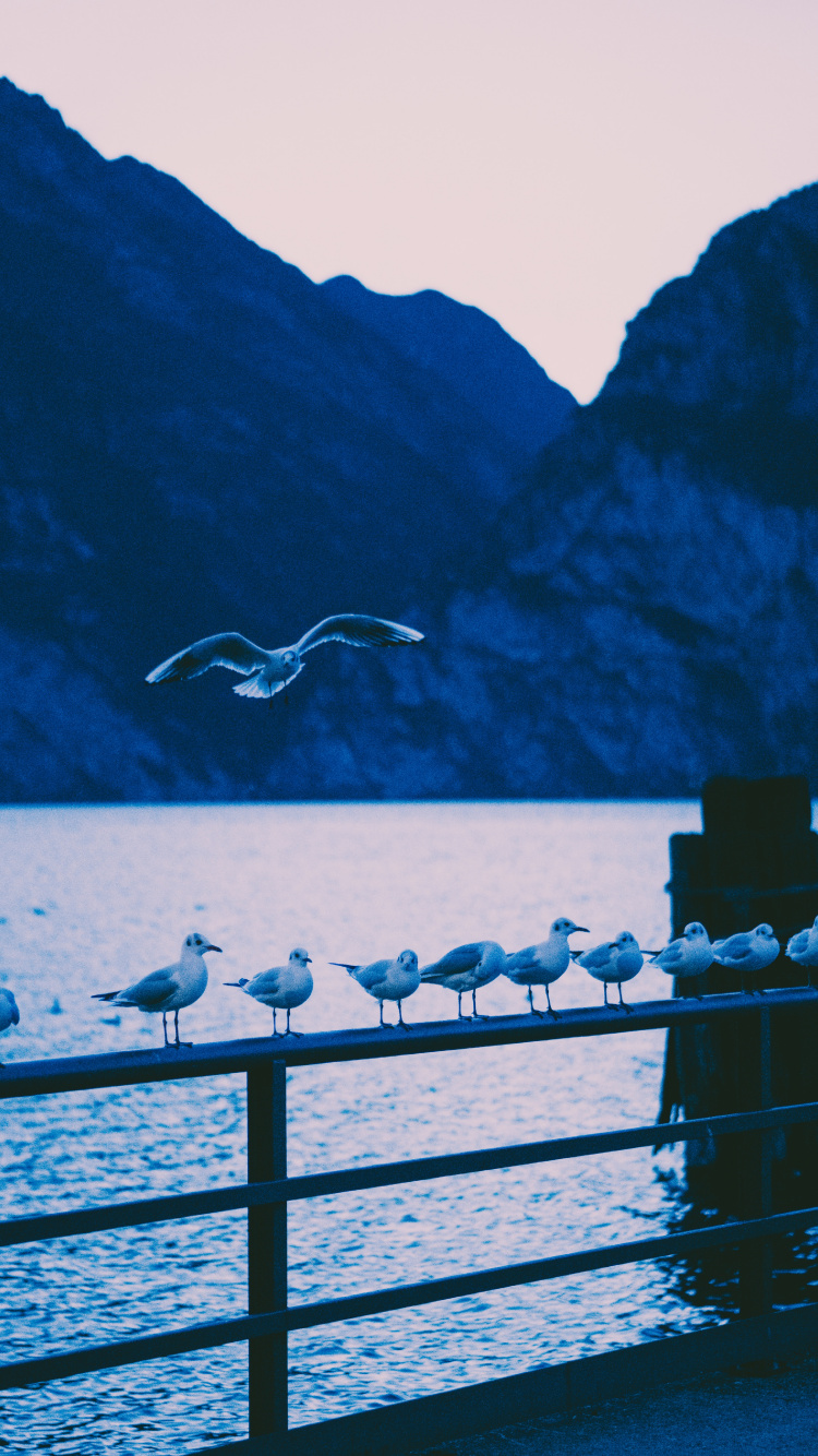 Oiseau Blanc Survolant la Mer Pendant la Journée. Wallpaper in 750x1334 Resolution