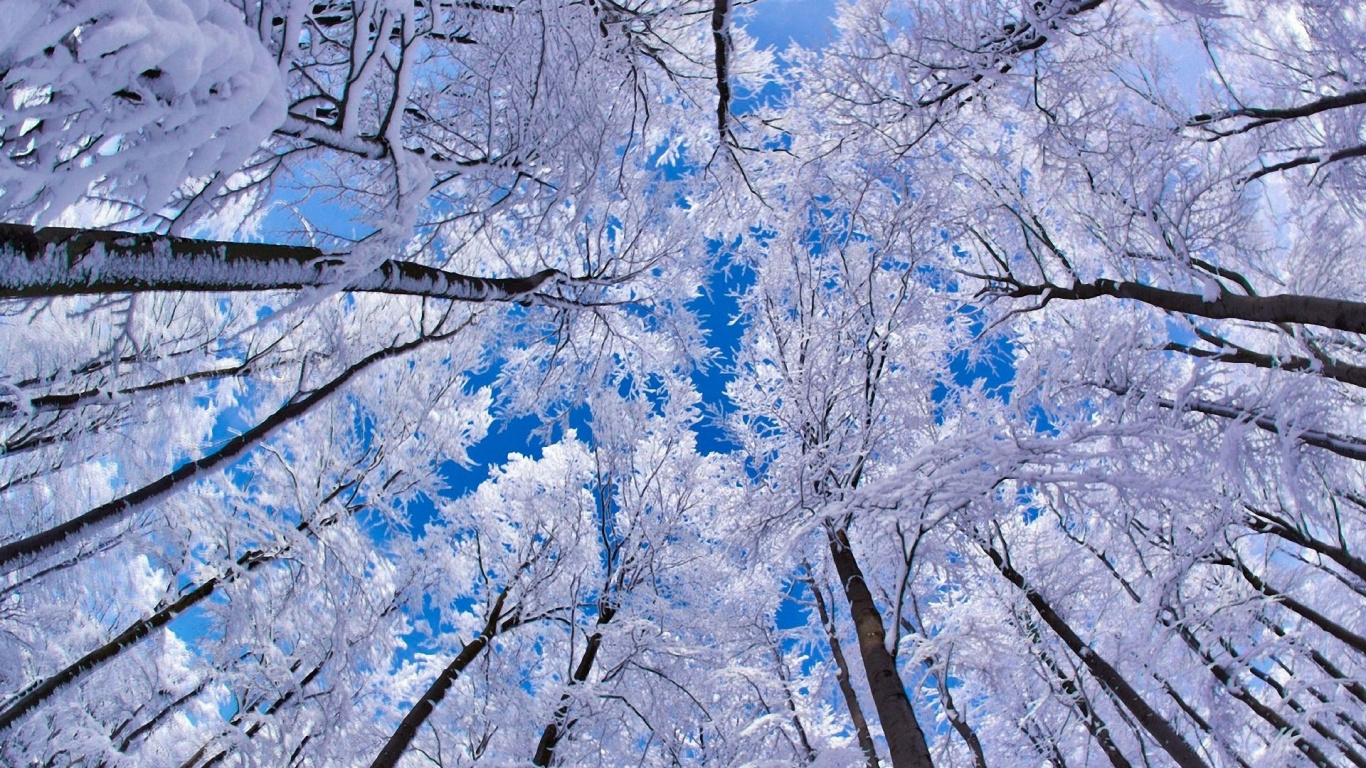 Brown and Green Trees During Daytime. Wallpaper in 1366x768 Resolution