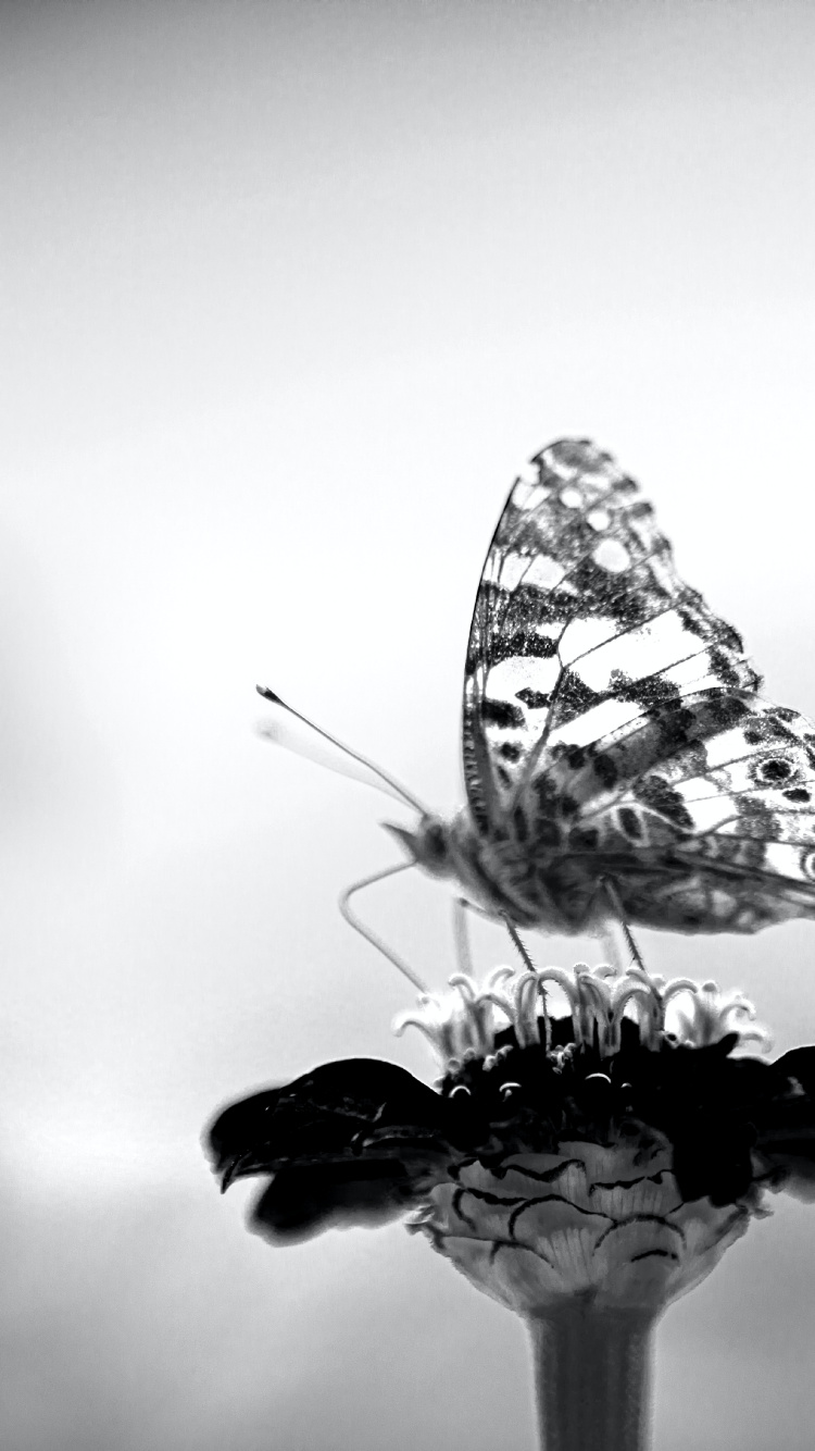 Black, Black and White, Atmosphere, Pollinator, Plant. Wallpaper in 750x1334 Resolution