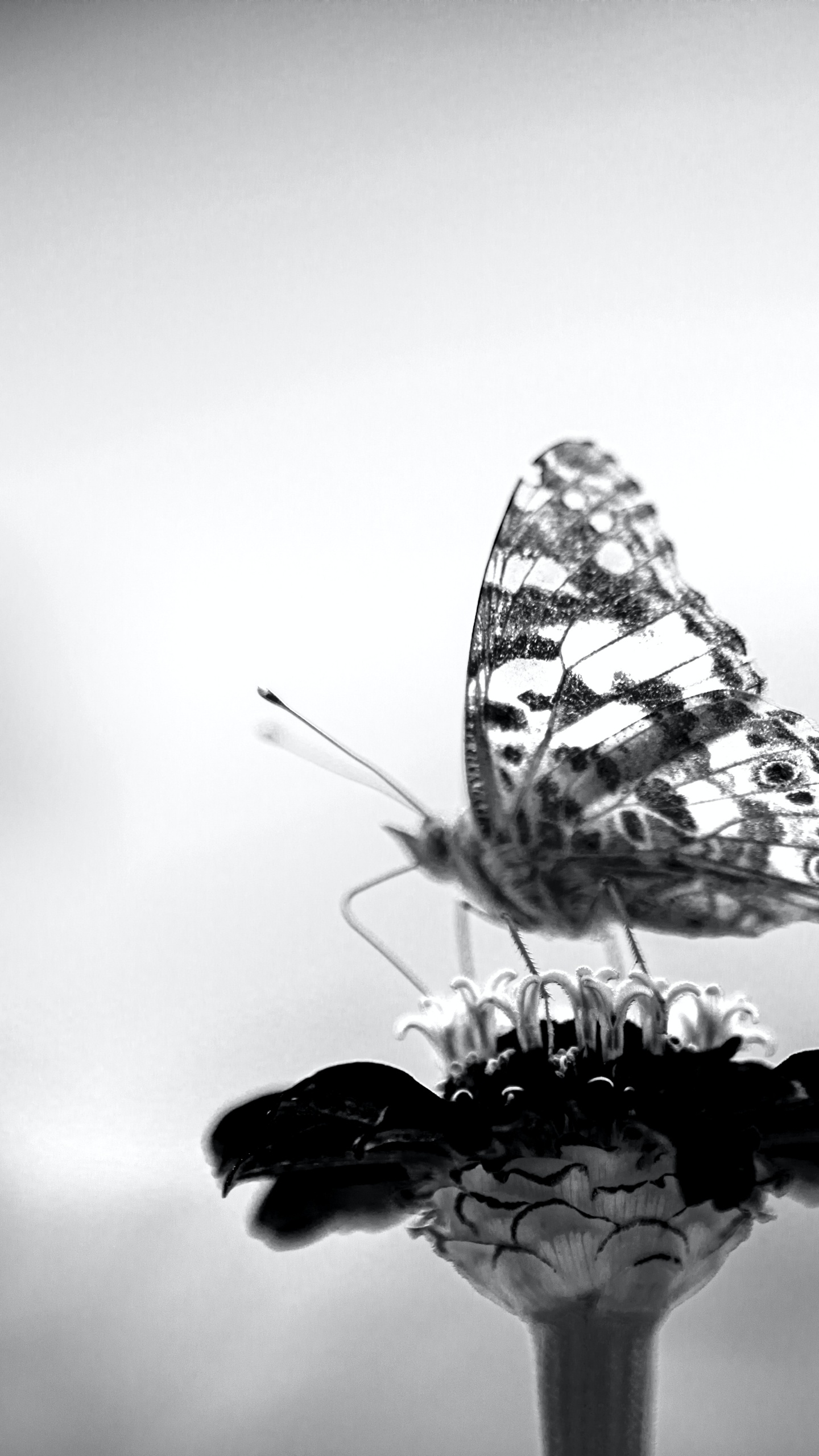 Noir, Noir et Blanc, Atmosphère, Pollinisateurs, Insecte. Wallpaper in 1440x2560 Resolution