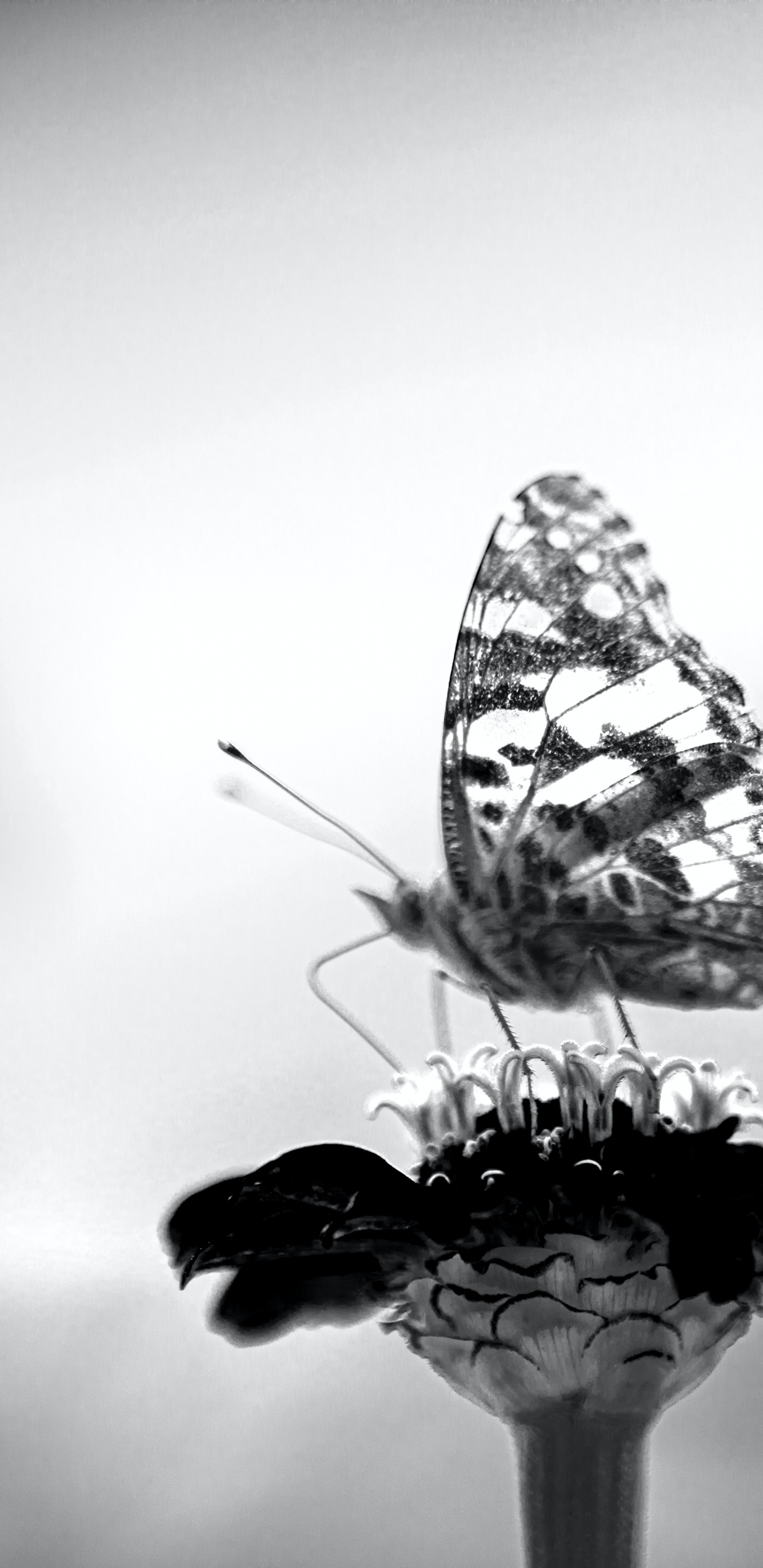 Noir, Noir et Blanc, Atmosphère, Pollinisateurs, Insecte. Wallpaper in 1440x2960 Resolution