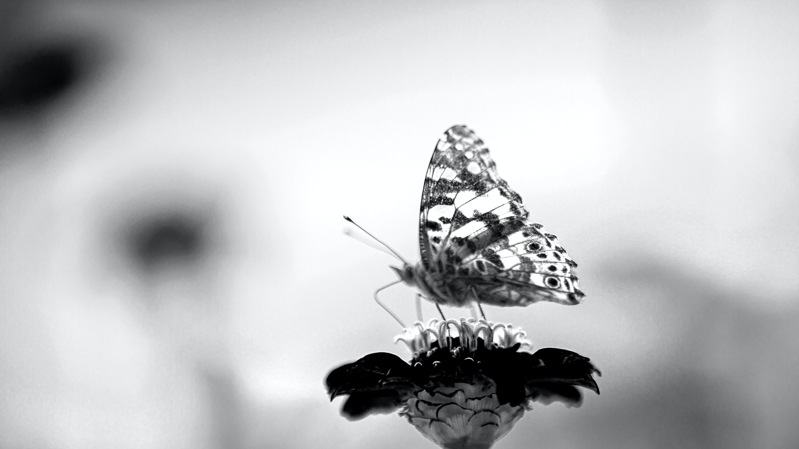 Noir, Noir et Blanc, Atmosphère, Pollinisateurs, Insecte. Wallpaper in 2560x1440 Resolution