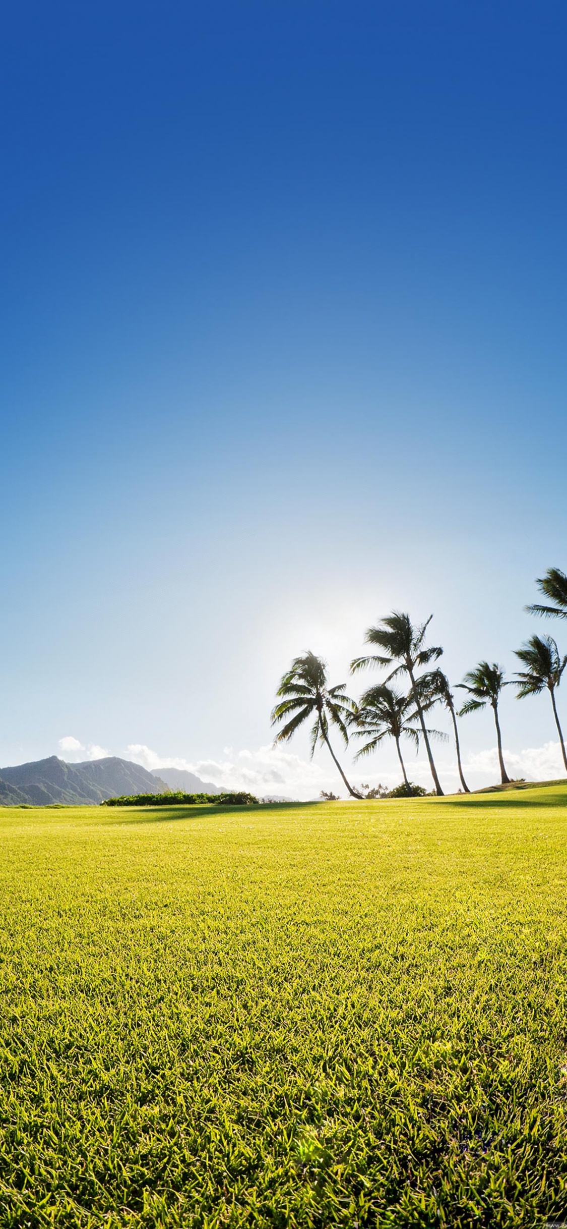 性质, 自然景观, 绿色的, 黄色的, 天空 壁纸 1125x2436 允许