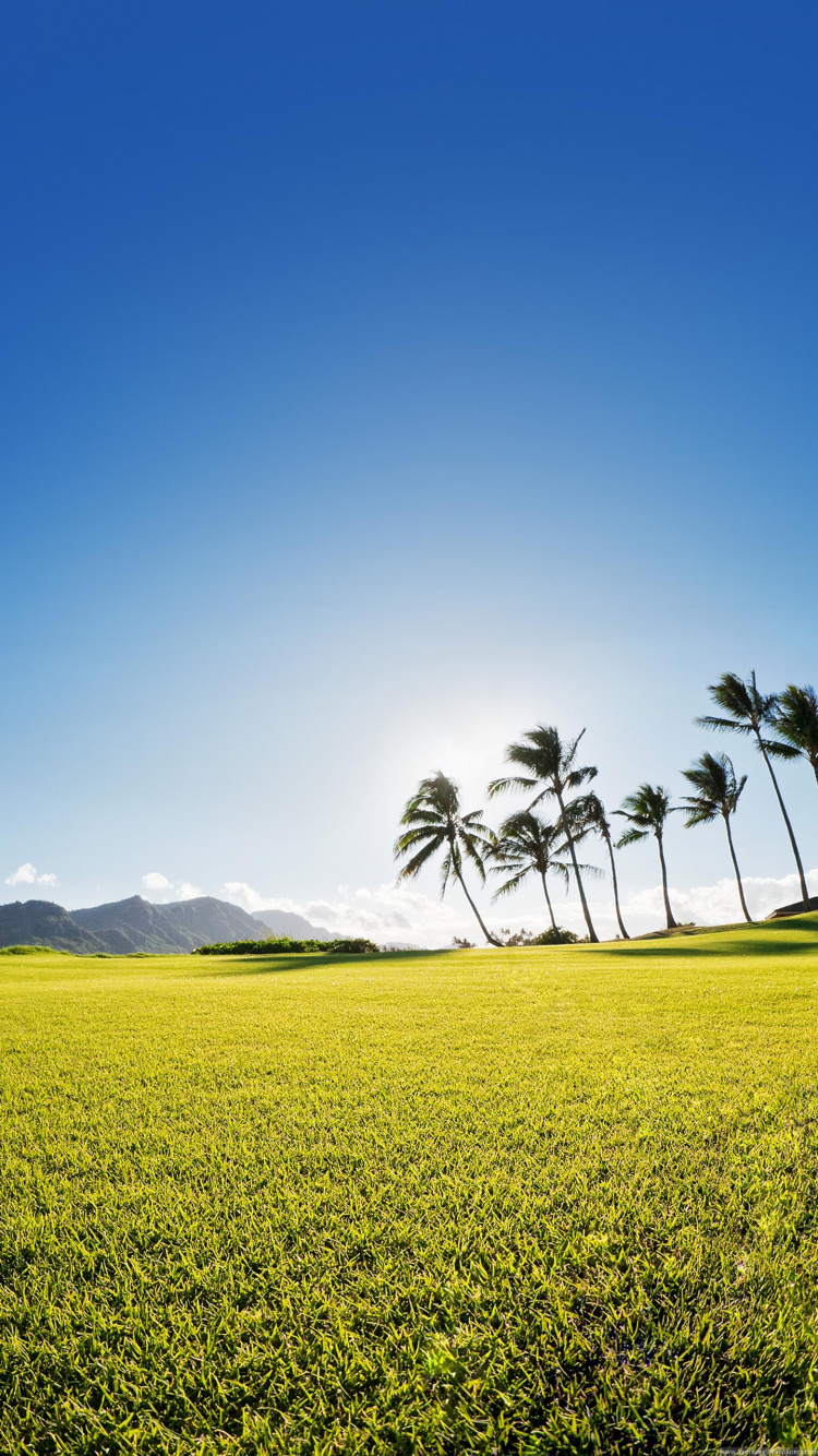 Field, Nature, Natural Landscape, Grassland, Green. Wallpaper in 750x1334 Resolution