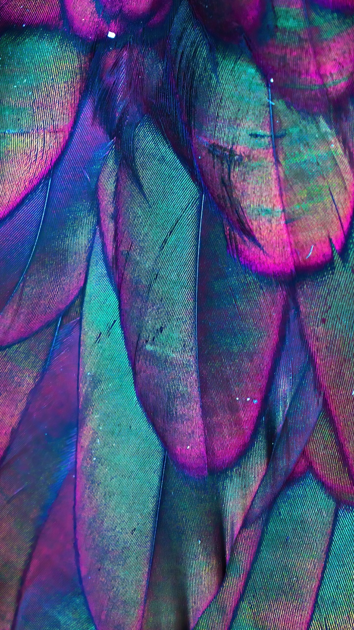 Close Up, Purpur, Azure, Blütenblatt, Textil. Wallpaper in 720x1280 Resolution