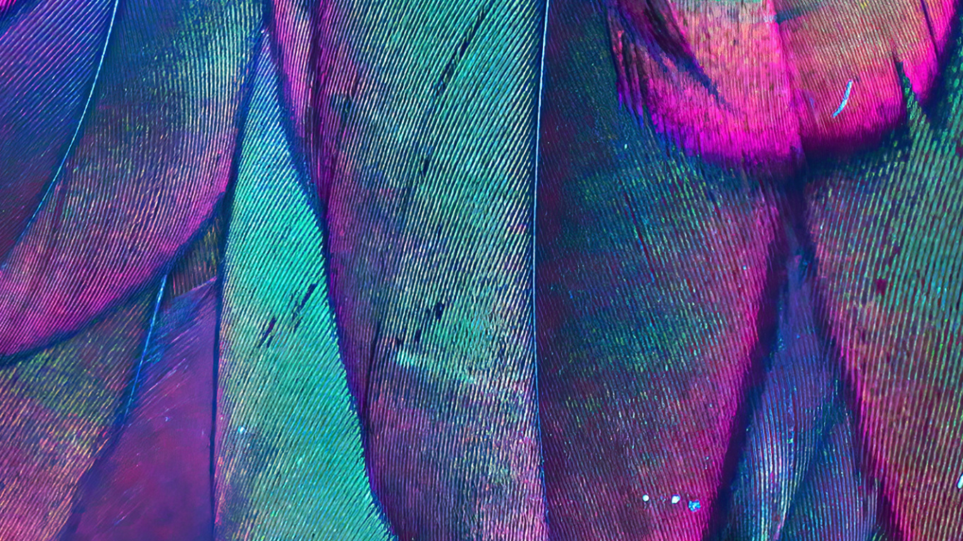 Fermer, Purple, Azure, Pétale, Textile. Wallpaper in 1366x768 Resolution