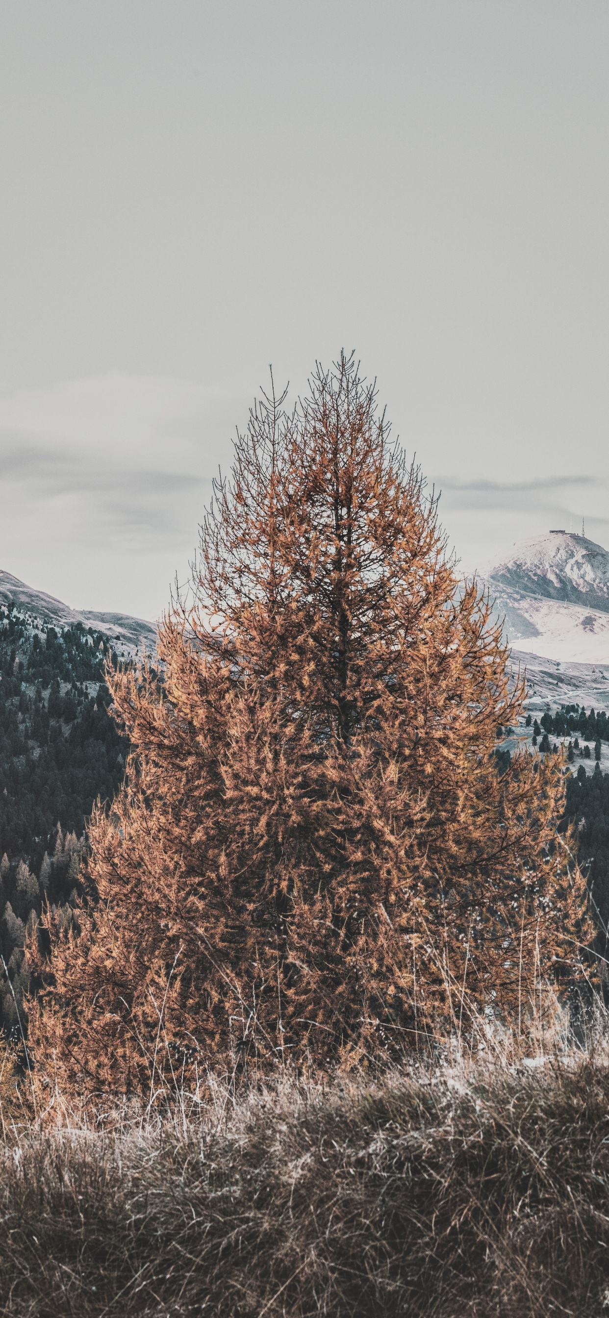 Baum, Winter, Naturlandschaft, Einfrieren, Woody Pflanze. Wallpaper in 1242x2688 Resolution