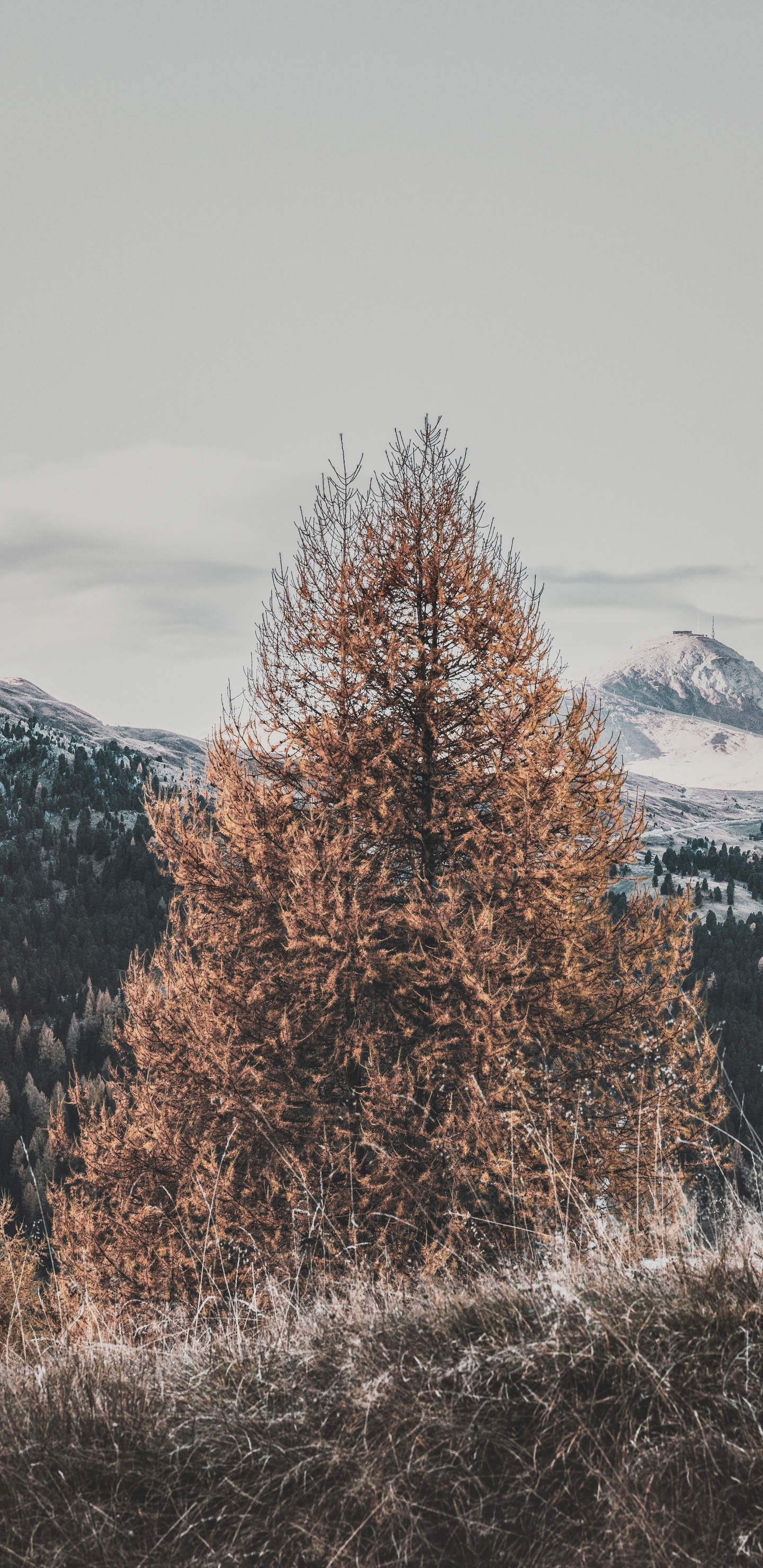 Baum, Winter, Naturlandschaft, Einfrieren, Woody Pflanze. Wallpaper in 1440x2960 Resolution