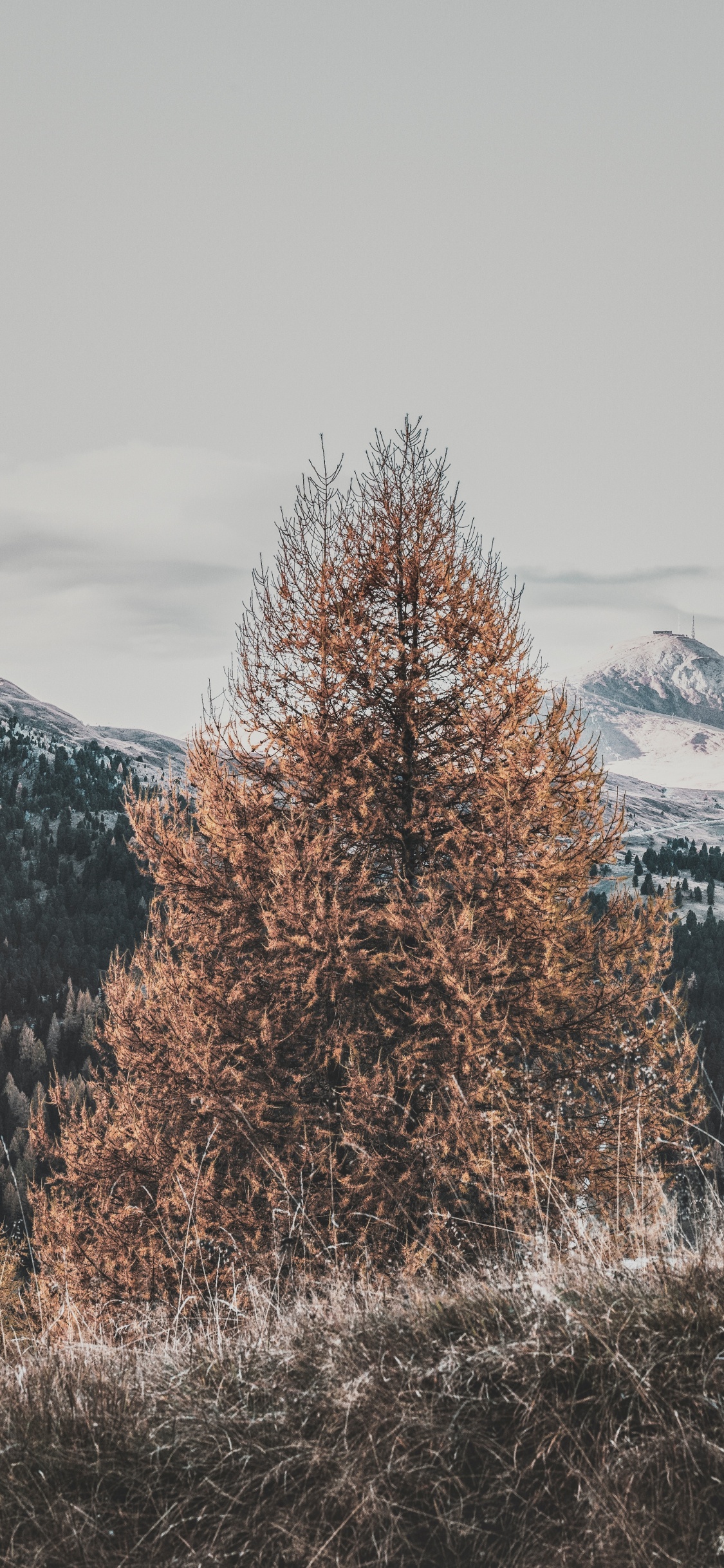 Hiver, Paysage Naturel, Congélation, Plantes Ligneuses, Matin. Wallpaper in 1125x2436 Resolution