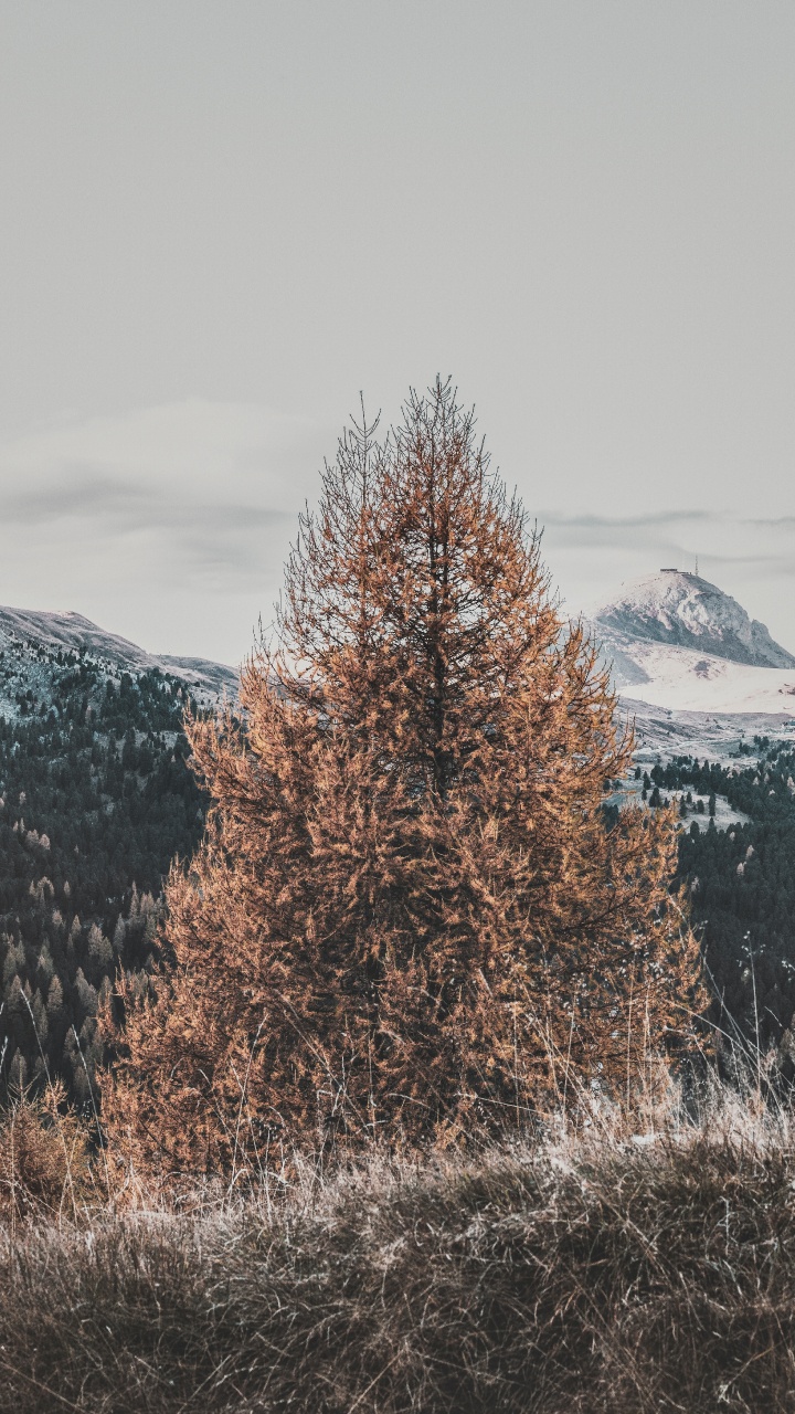 Hiver, Paysage Naturel, Congélation, Plantes Ligneuses, Matin. Wallpaper in 720x1280 Resolution