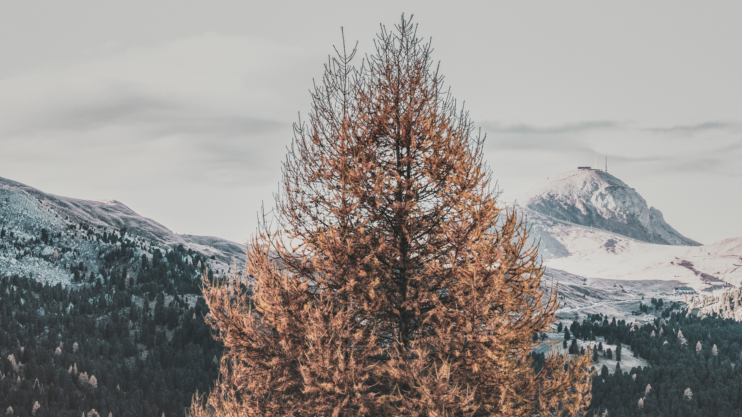 Tree, Winter, Natural Landscape, Freezing, Woody Plant. Wallpaper in 2560x1440 Resolution