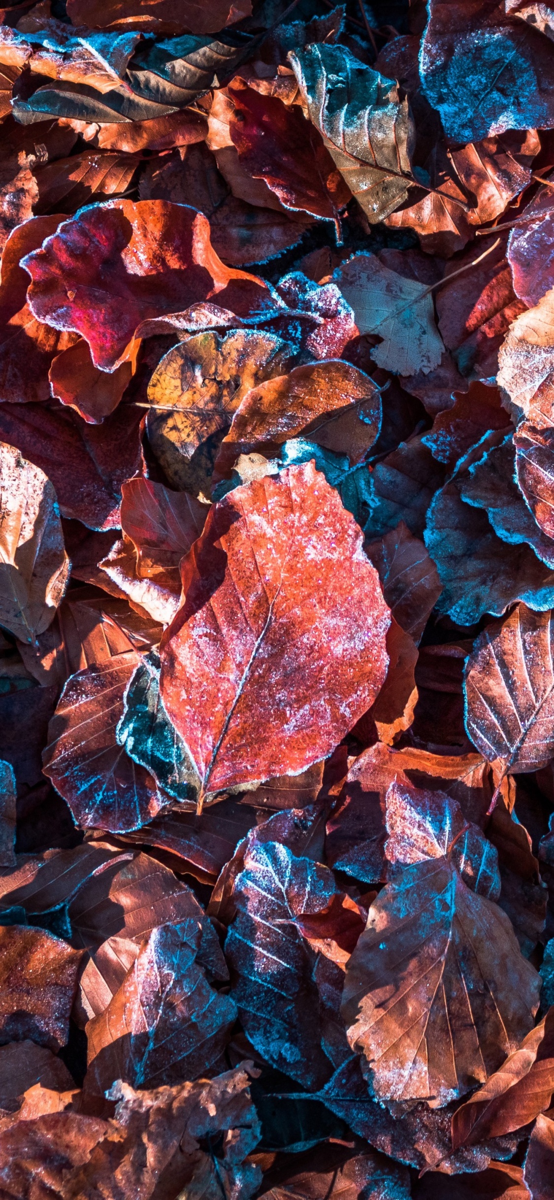 Autumn Leaves, Autumn, Leaf, Brown, Orange. Wallpaper in 1125x2436 Resolution