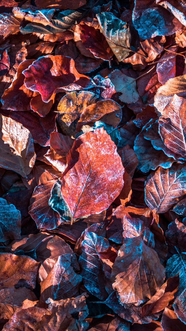 Autumn Leaves, Autumn, Leaf, Brown, Orange. Wallpaper in 750x1334 Resolution