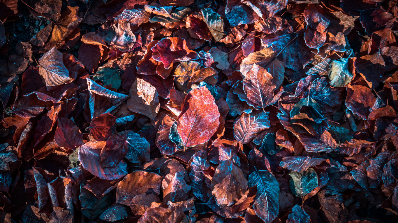 Herbst Blätter, Herbst, Blatt, Brown, Orange. Wallpaper in 1366x768 Resolution