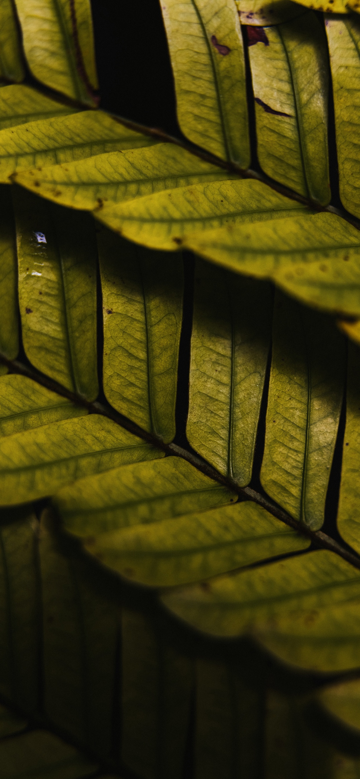 Holz, Sonnenlicht, Solatube, KFZ-Reifen, Rechteck. Wallpaper in 1242x2688 Resolution