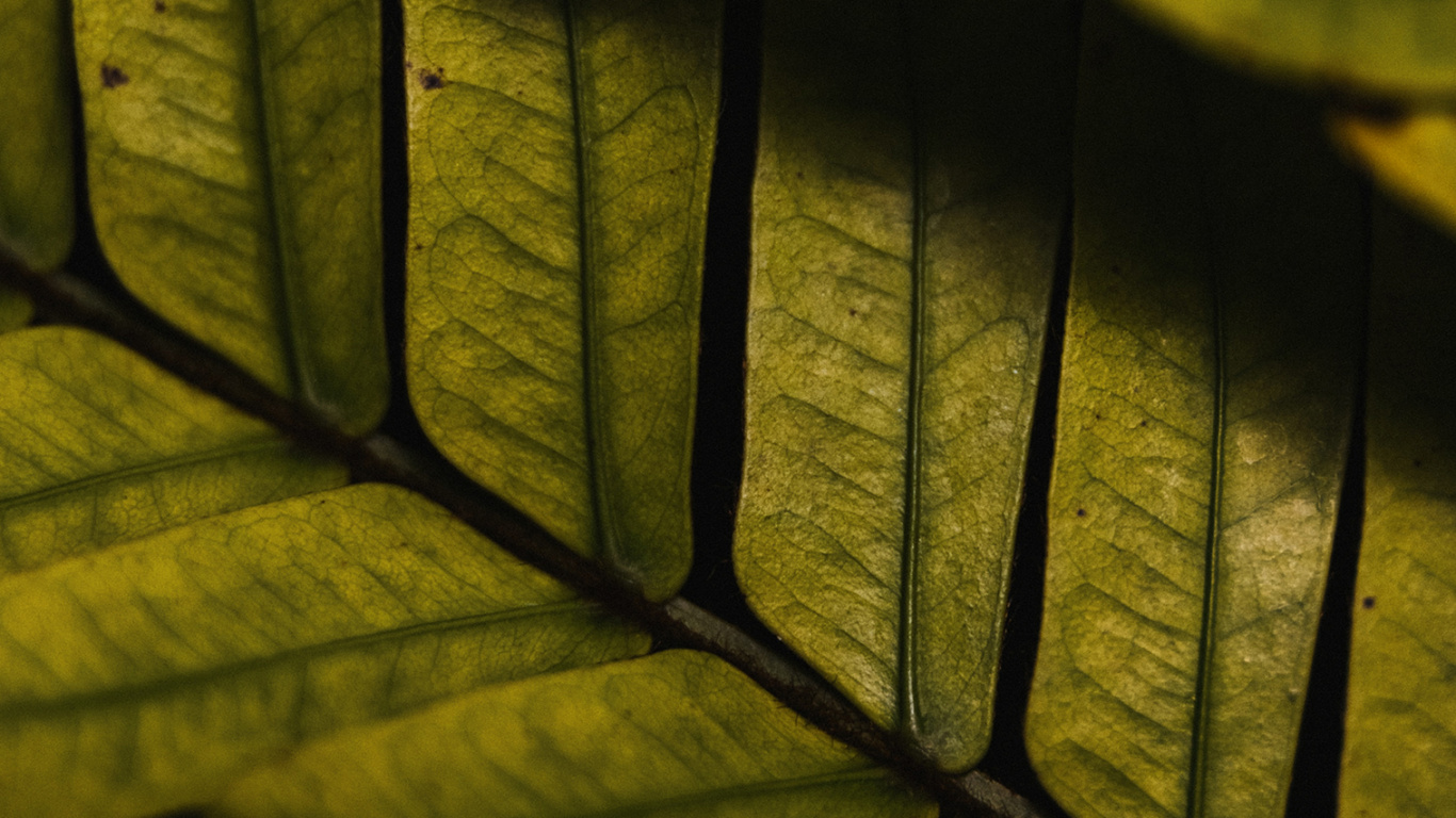 Holz, Sonnenlicht, Solatube, KFZ-Reifen, Rechteck. Wallpaper in 1366x768 Resolution