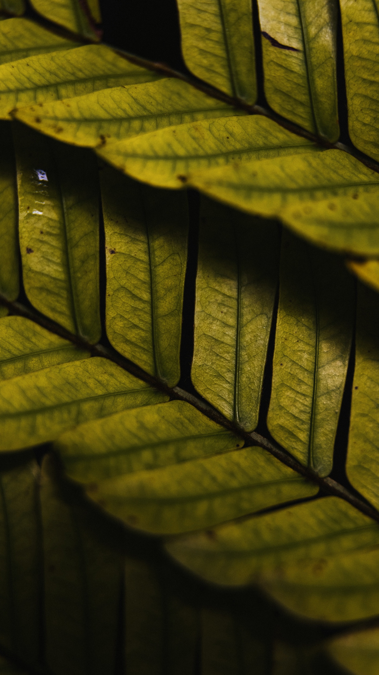 Madera, la Luz Del Sol, Neumáticos Para Automóviles, Rectángulo, Planta Terrestre. Wallpaper in 1440x2560 Resolution