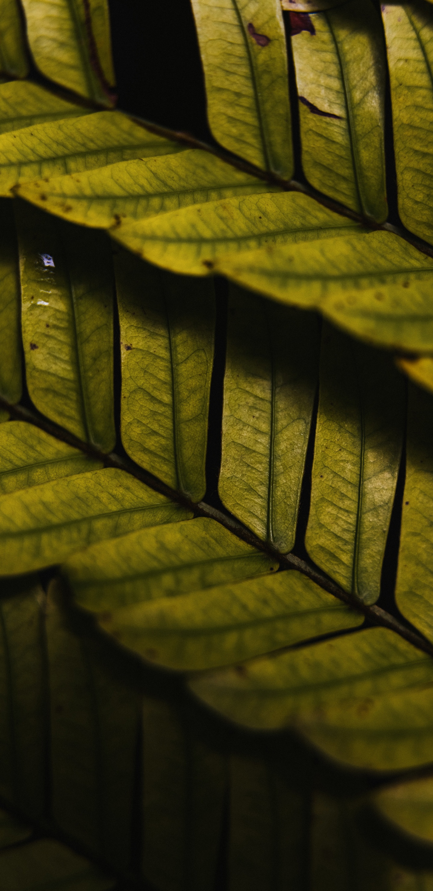 Wood, Lighting, Sunlight, Daylighting, Automotive Tire. Wallpaper in 1440x2960 Resolution