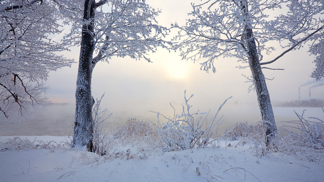 Árboles Sin Hojas Cubiertos de Nieve Durante el Día. Wallpaper in 1280x720 Resolution