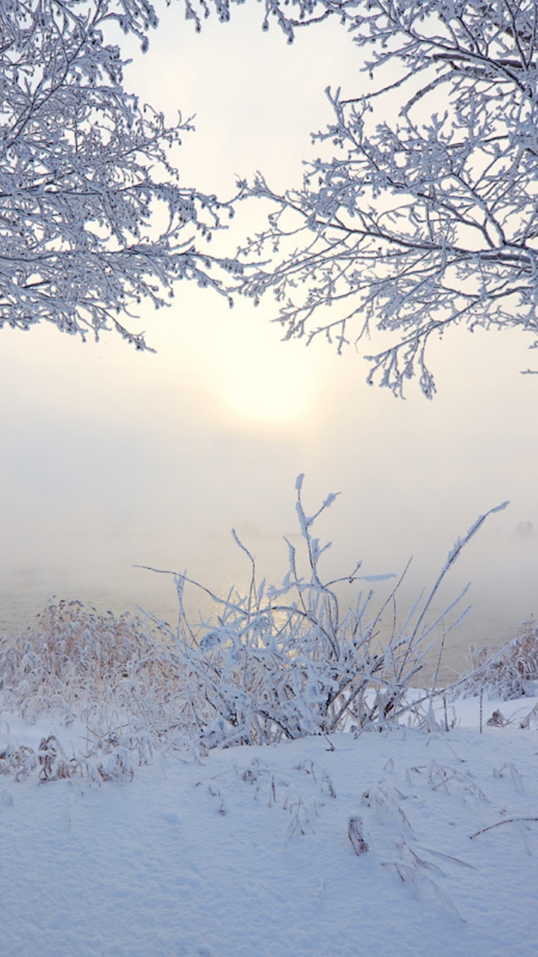 Arbres Sans Feuilles Recouverts de Neige Pendant la Journée. Wallpaper in 1080x1920 Resolution