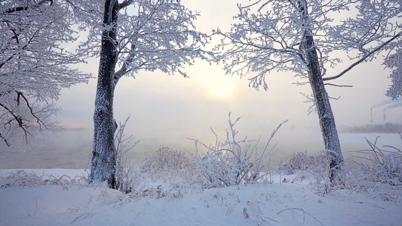 Arbres Sans Feuilles Recouverts de Neige Pendant la Journée. Wallpaper in 1366x768 Resolution