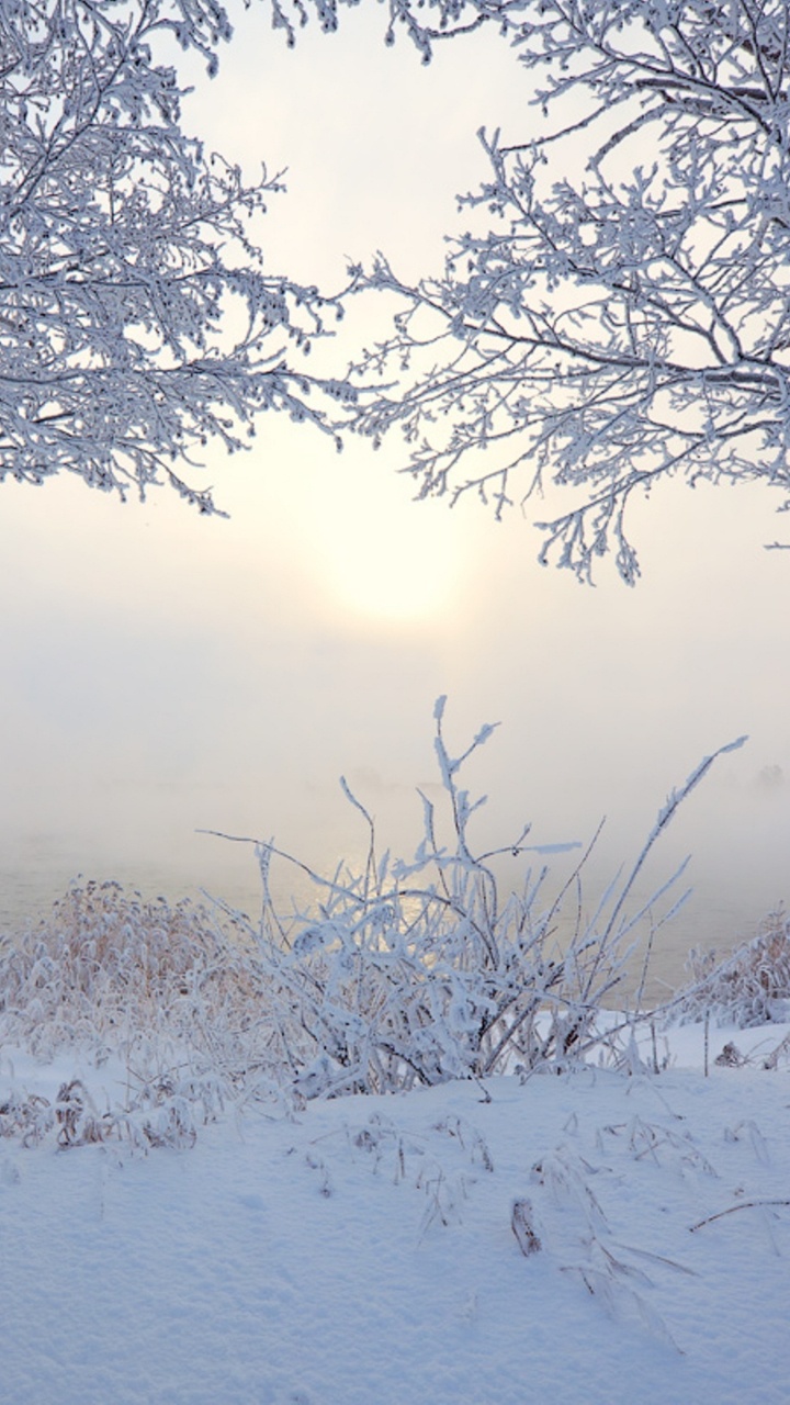 Arbres Sans Feuilles Recouverts de Neige Pendant la Journée. Wallpaper in 720x1280 Resolution