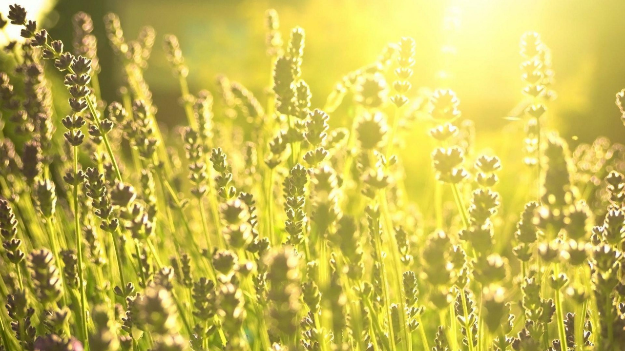 Campo de Flores Amarillas Durante el Día. Wallpaper in 1280x720 Resolution